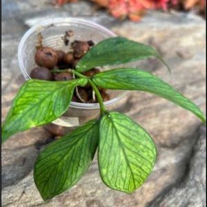 Hoya Polyneura
{ rooted }